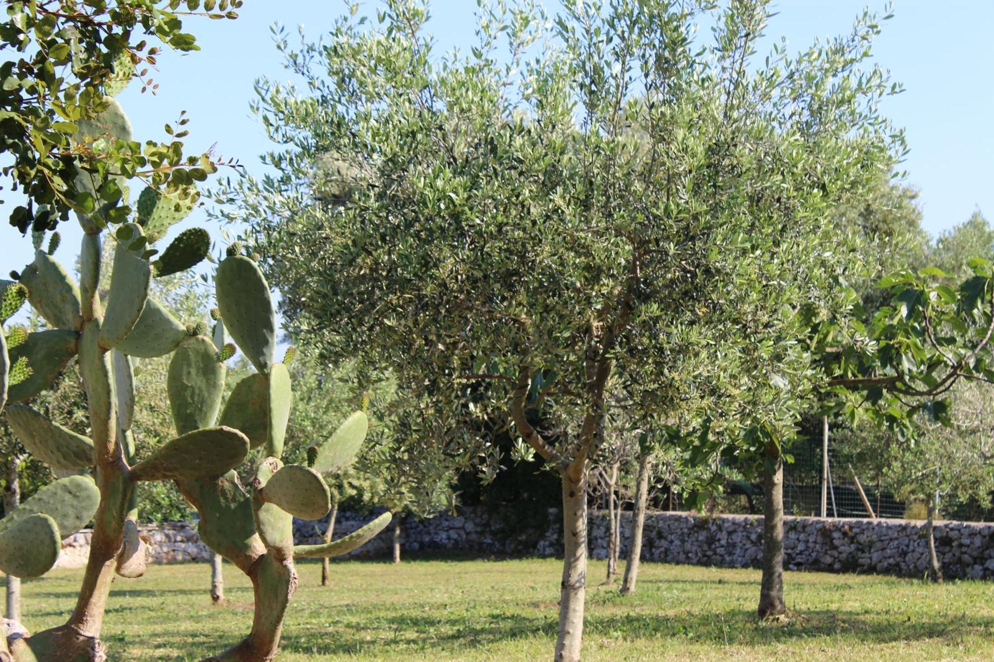 Masseria Tolla Ostuni Exterior foto